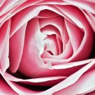 Delicate Pink